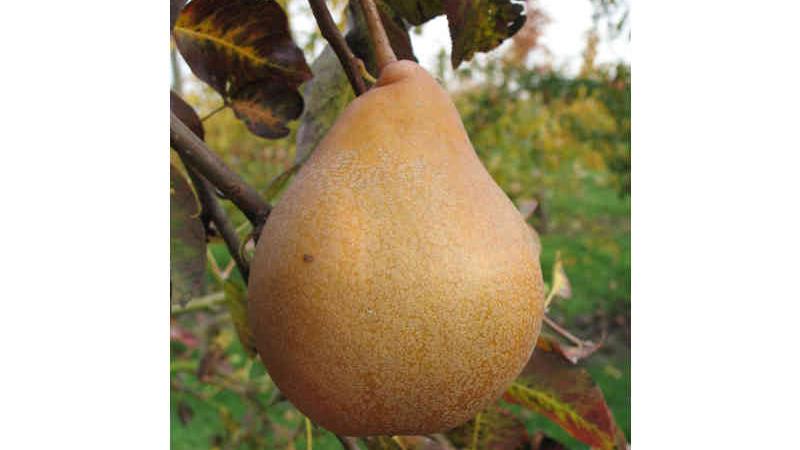 Plante : PYDU