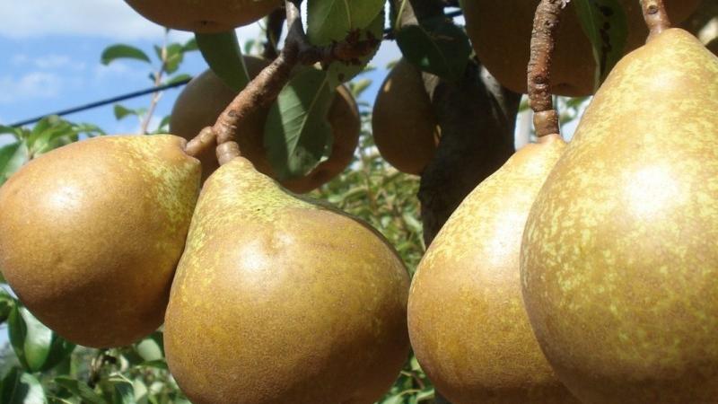 Plante : PYGELE