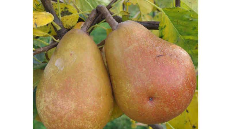 Plante : PYJUA