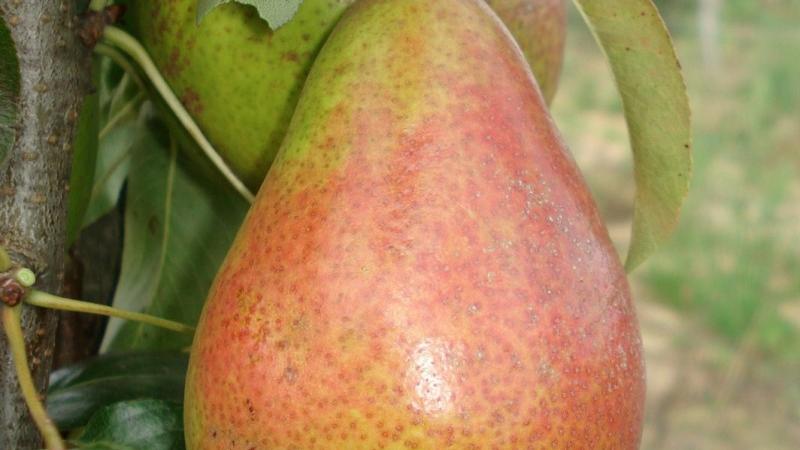 Plante : PYLOBO