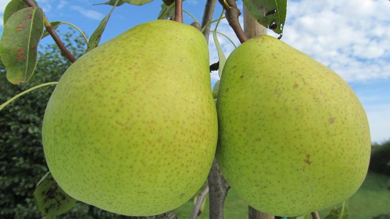 Plante : PYMAGR