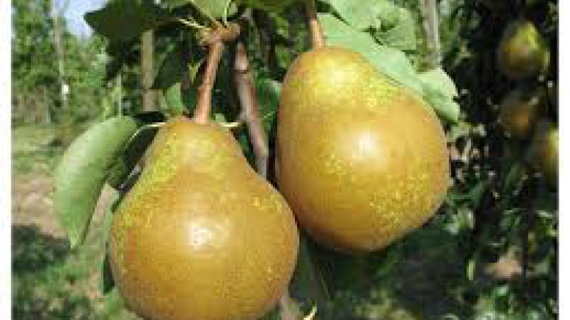 Plante : PYPOCL