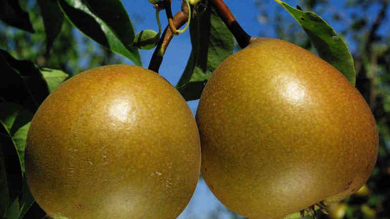 Plante : PYSEES