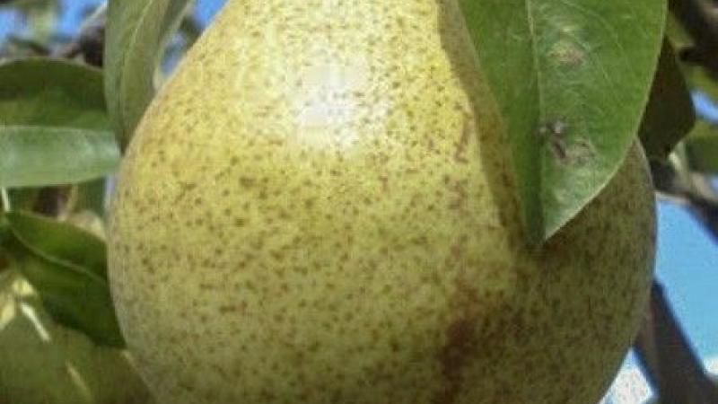 Plante : PYSOLA
