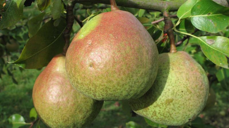 Plante : PYSTRE