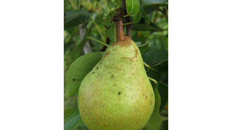 Plante : PYWIBOCH
