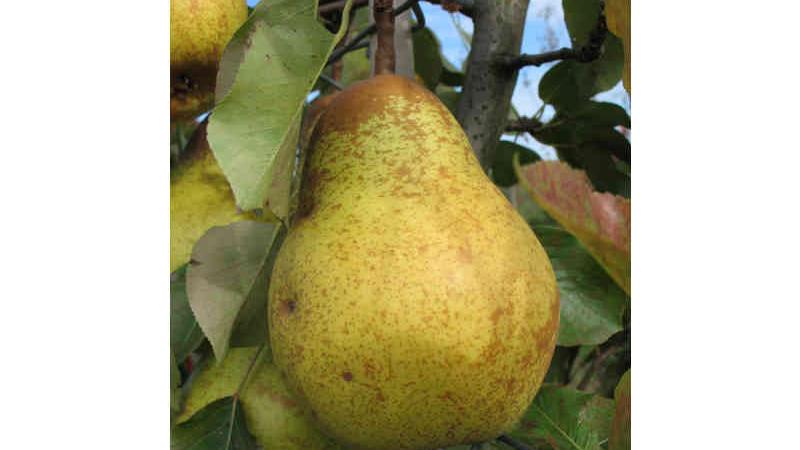 Plante : PYWIDU