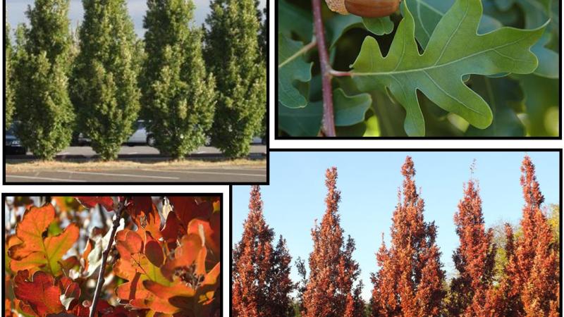 Plante : QUBICR