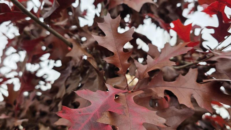 Plante : QUBU