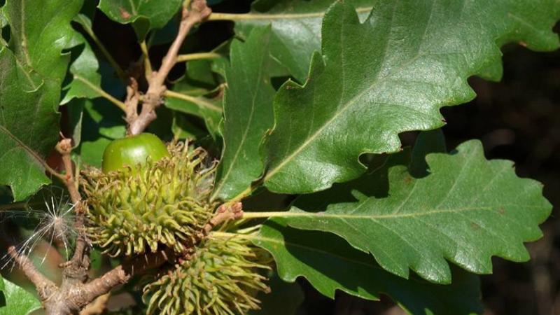 Plante : QUCE