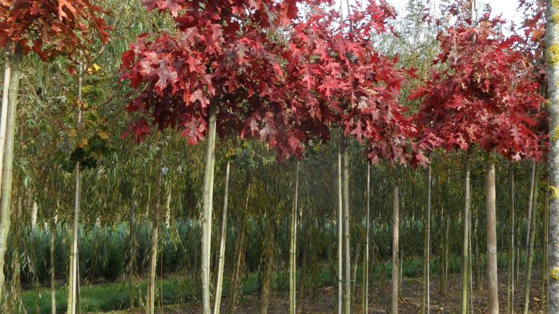 Plante : QUCO