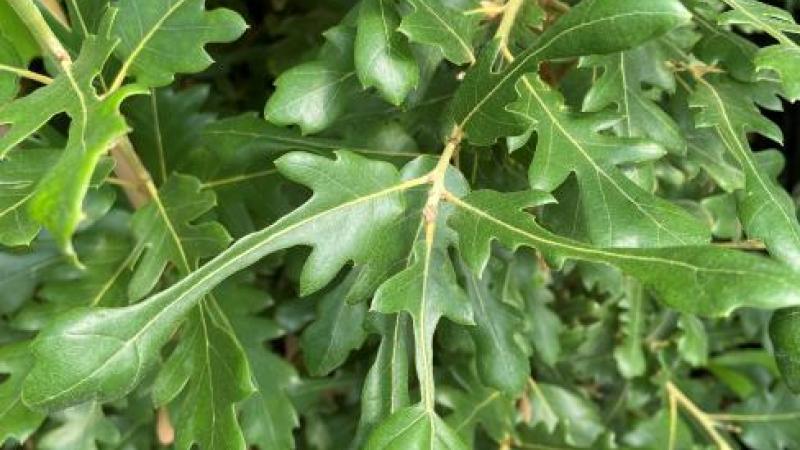 Plante : QUHIDI
