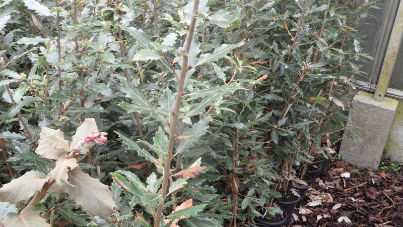 Plante : QUHIFU