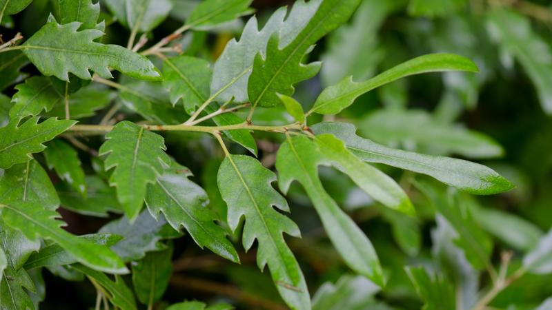 Plante : QUHIWA