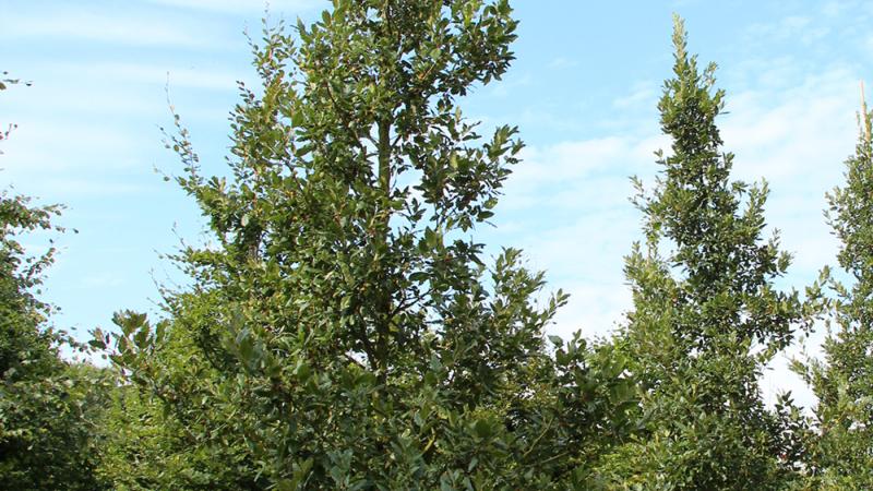 Plante : QUHIWAG