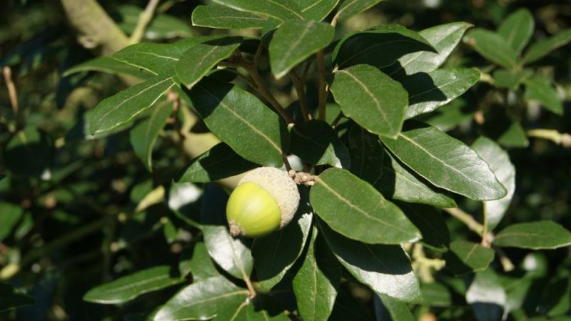 Plante : QUIL