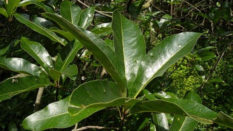 Plante : QUIM