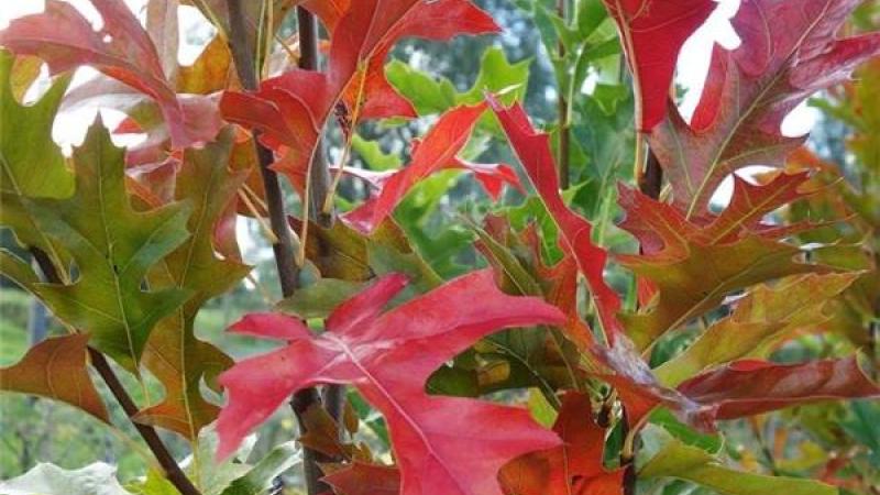 Plante : QUPAPF