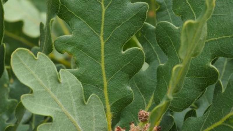 Plante : QUPUTR