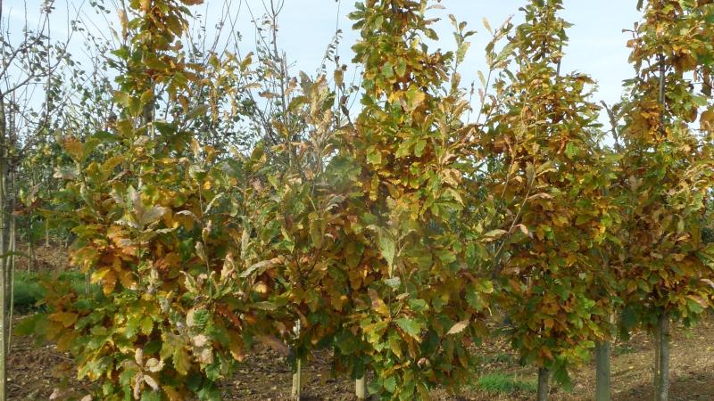 Plante : QUROFA