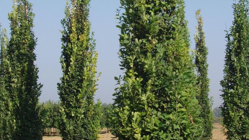 Plante : QUROFAKO