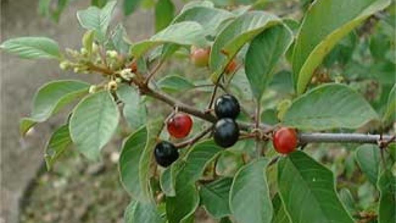 Plante : RHFR