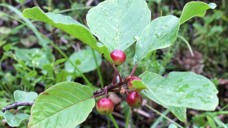 Plante : RHFRPF