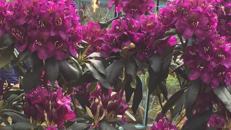 Plante : RHMAME