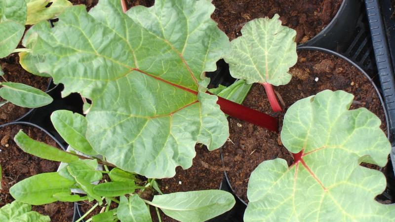 Plante : RHOF