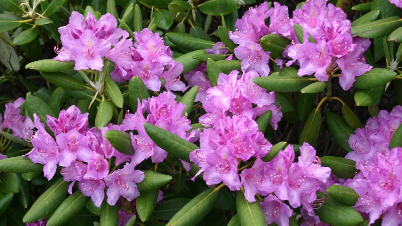 Plante : RHPO