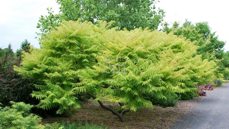 Plante : RHTHTE