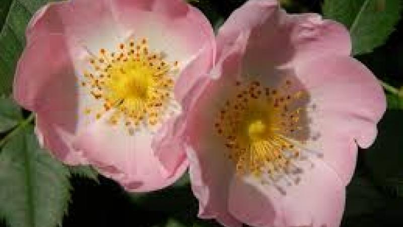 Plante : ROCA