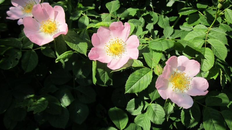 Plante : ROCAPF