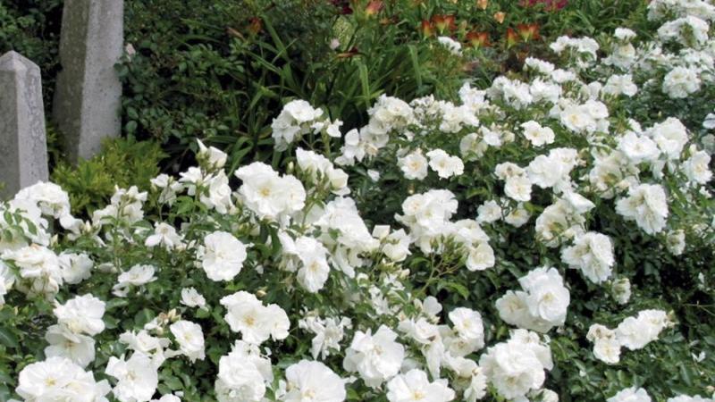 Plante : ROCOSOWHFA