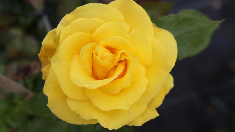 Plante : ROFR