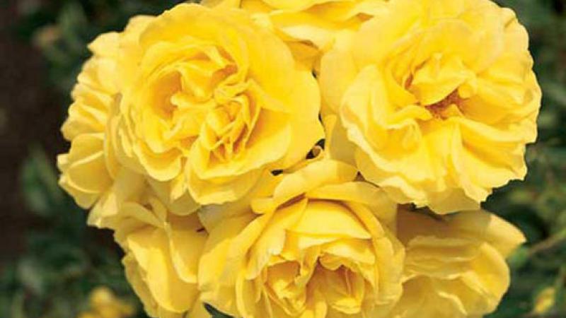 Plante : ROGOSH