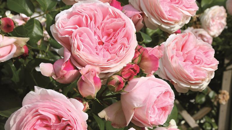 Plante : ROGREDRO