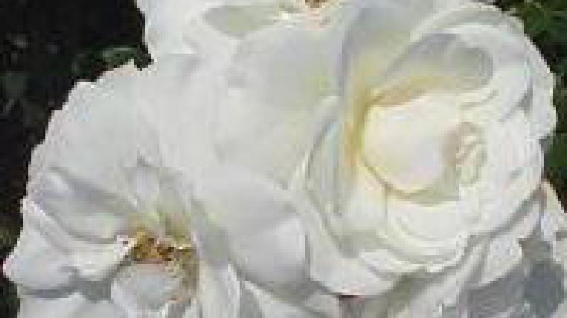 Plante : ROGRIC