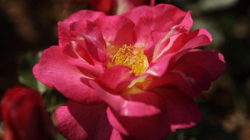 Plante : ROGRWA
