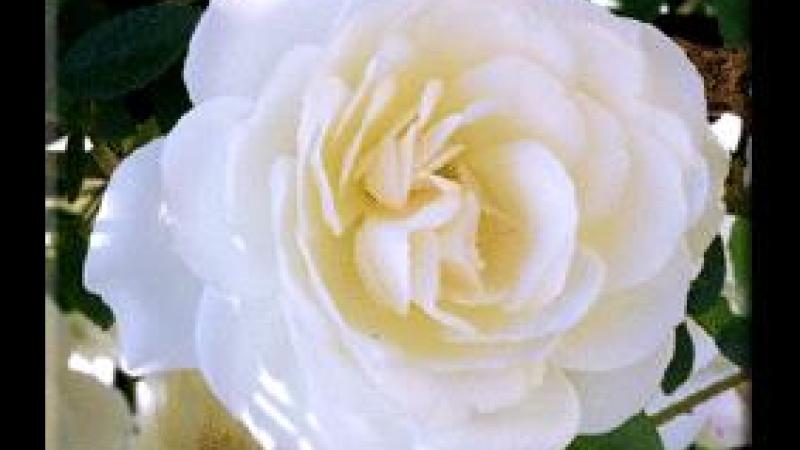 Plante : ROIC
