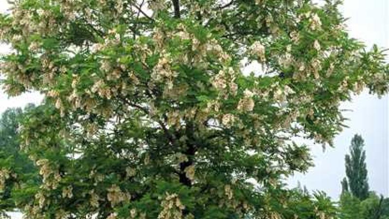 Plante : ROPSBE