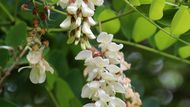 Plante : ROPSPF