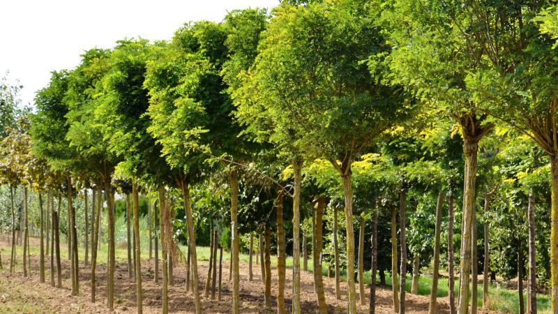 Plante : ROPSUM