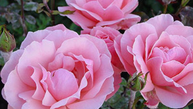 Plante : ROQUEL