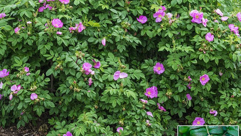 Plante : RORU