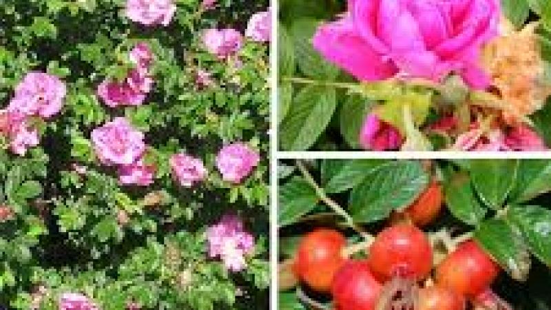 Plante : RORUPF
