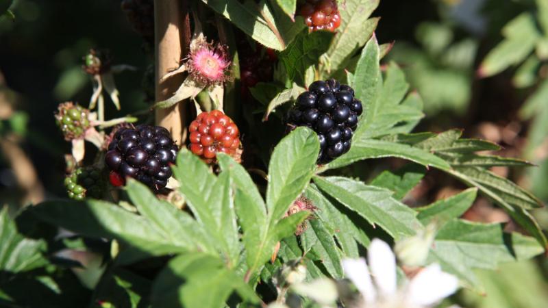 Plante : RUFRTHEV