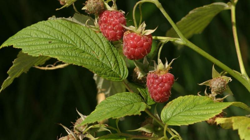 Plante : RUIDPF