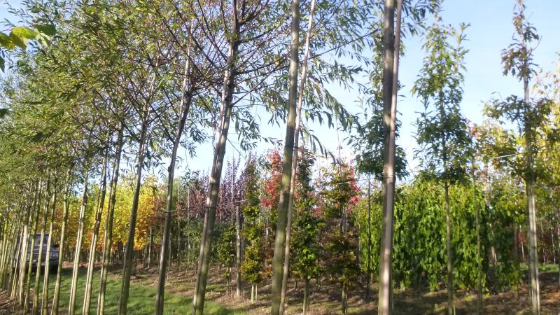 Plante : SAALLI