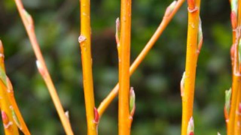 Plante : SAALVIPF